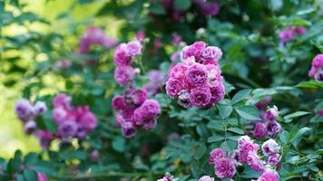 The beautiful flowers blooming in the garden in spring photo