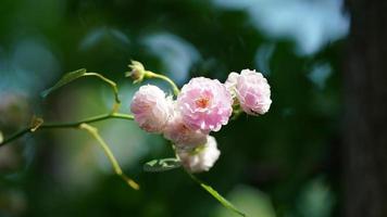 The beautiful flowers blooming in the garden in spring photo