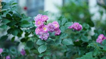 The beautiful flowers blooming in the garden in spring photo