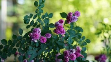 The beautiful flowers blooming in the garden in spring photo