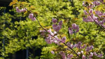 The beautiful flowers blooming in the garden in spring photo