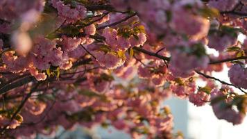The beautiful flowers blooming in the garden in spring photo
