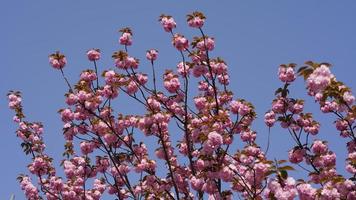 The beautiful flowers blooming in the garden in spring photo