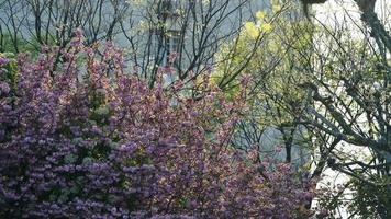 The beautiful flowers blooming in the garden in spring photo