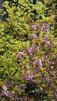 The beautiful flowers blooming in the garden in spring photo