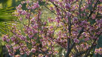 The beautiful flowers blooming in the garden in spring photo