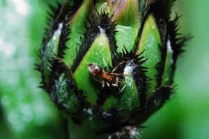 ant on cornflower photo
