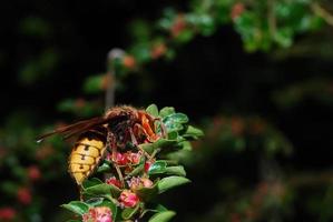 single hornet in the summer photo