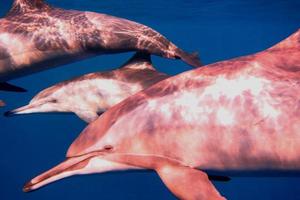 delfines y mar azul foto