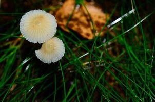 small beautiful mushrooms photo