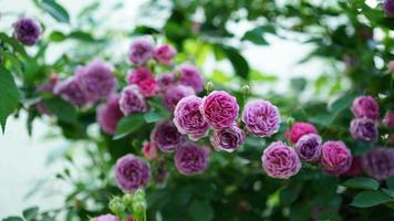 The beautiful flowers blooming in the garden in spring photo
