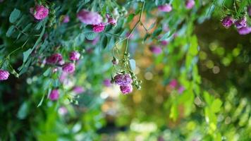 The beautiful flowers blooming in the garden in spring photo