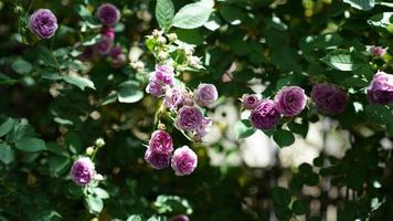 The beautiful flowers blooming in the garden in spring photo
