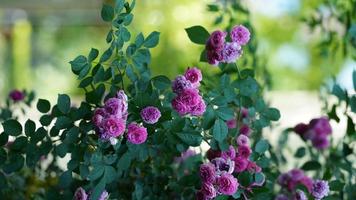 The beautiful flowers blooming in the garden in spring photo