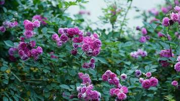 The beautiful flowers blooming in the garden in spring photo