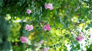 The beautiful flowers blooming in the garden in spring photo