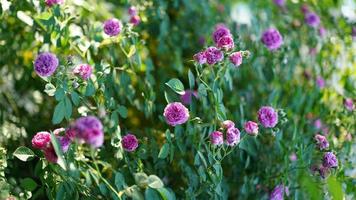 The beautiful flowers blooming in the garden in spring photo