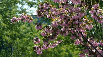 The beautiful flowers blooming in the garden in spring photo