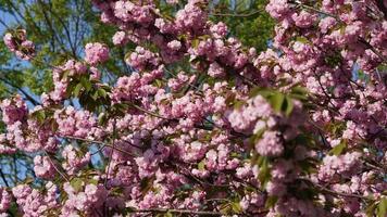 The beautiful flowers blooming in the garden in spring photo