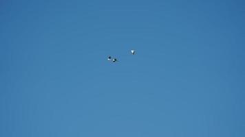 Several birds flying freely in the blue sky photo