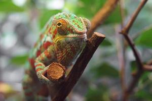 Panther chameleon on branch photo