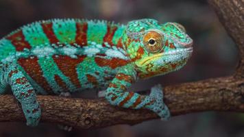 Panther chameleon on branch photo