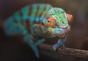 Panther chameleon on branch photo