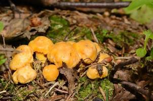 small chanterelle in the sun photo