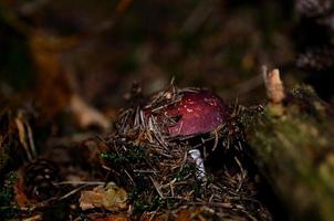 hidden red mushroom photo