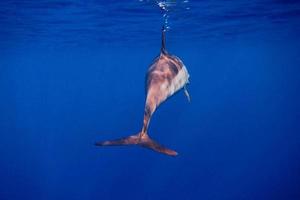 delfín por detrás en el mar azul foto