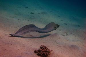 giant moray floats photo