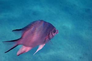 white bellied demoiselle fish photo