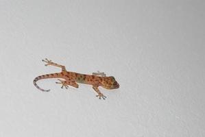 gecko climbs on a white wall just photo