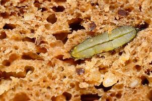 grain bread large photo