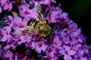 bee on flower photo