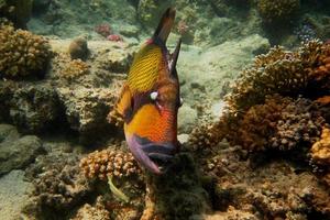 giant triggerfish swims past photo