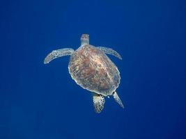 tortuga marina a la cima foto