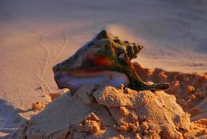 giant seashell in the sand photo