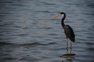 black heron in the sea looks photo