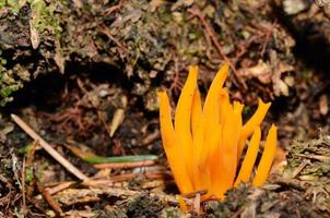 yellow coral mushroom photo