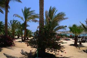 palms and flowers on beach photo