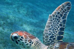 tortuga marina nadando en el mar foto