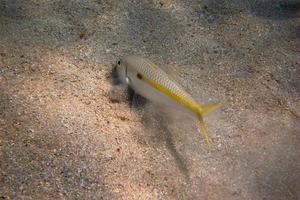 pez salmonete amarillo en el fondo del mar foto