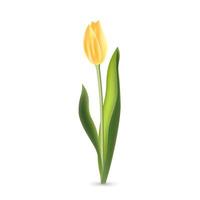 Realistic yellow tulip with green leaves isolated on white background vector