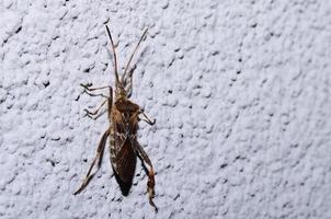 bug climbing on a wall photo