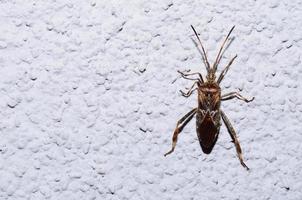 bug on white wall photo