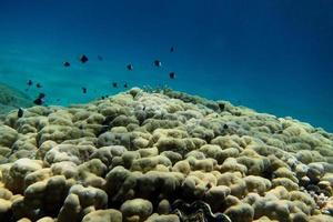 coral y pescado negro blanco foto