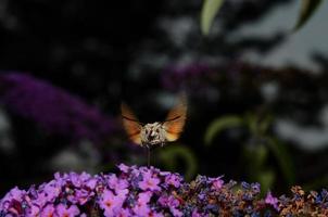 hummingbird on lilac photo