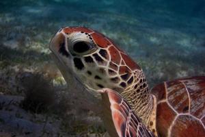 sea turtle head photo