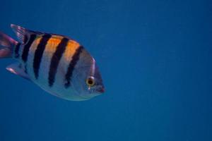 sergeant fish in the blue sea photo